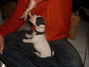 honden foto van Peter uit Rotterdam