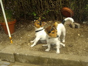 honden foto van amatthes