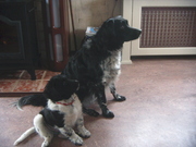 honden foto van a betten