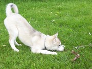 honden foto van ilona