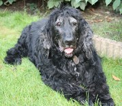 honden foto van Ciska