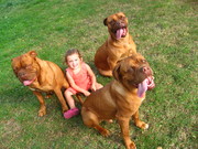 honden foto van sara