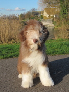 honden foto van Latoya