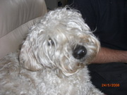 honden foto van Linda