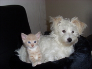 honden foto honden foto van Maaike