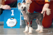 honden foto van Dellobel Maggy