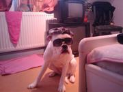honden foto van rosenberg