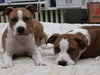 honden foto van nathalie