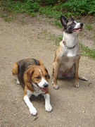 honden foto van anne-marie Le buhan