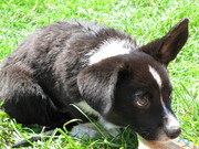 honden foto honden foto van Katja