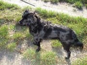 honden foto van Kris