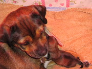 honden foto honden foto van Sussie