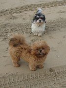 honden foto van Esther (Woezel&Keiko)