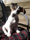 honden foto van jimmy