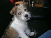 honden foto honden foto van RealEl