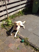 honden foto honden foto van Francine