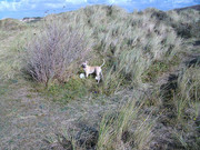 honden foto van martine hermsen