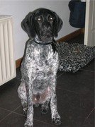 honden foto honden foto van iny