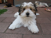 honden foto van Carla  M