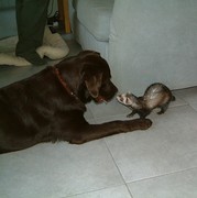 honden foto honden foto van Inge
