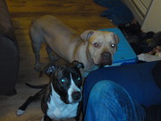 honden foto van Elena 