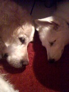 honden foto honden foto van Debby Derksen