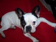 honden foto van esther