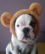 honden foto van nancy