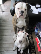 honden foto van inci