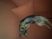 honden foto van nynke