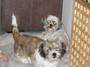 honden foto van joyce