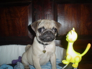 honden foto van kurtisan