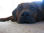 honden foto van Maud