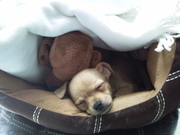 honden foto van boselie