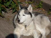 honden foto honden foto van frea