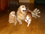 honden foto van petra fransiska