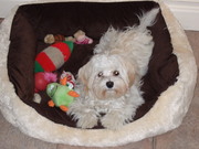 honden foto van Vanessa Brugman