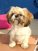 honden foto van Danielle&Nena