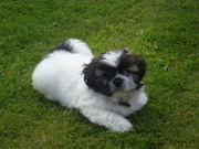 honden foto van DUCHI