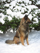 honden foto van sheila