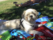 honden foto van nathalie