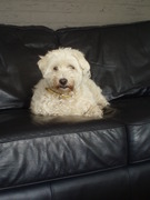 honden foto van josie