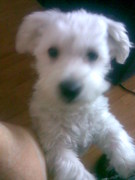 honden foto honden foto van Pascal