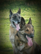 honden foto van lien trommelmans