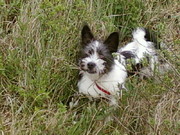 honden foto van priscilla