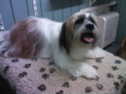 honden foto van lies de la rie