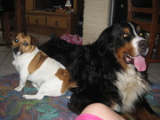 honden foto van yvonne