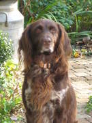 honden foto van arlinda