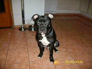 honden foto van lobo