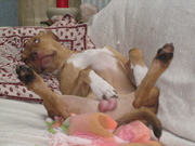 honden foto van guy de letter